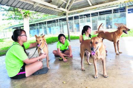 Singapore volunteers help walk dogs from animal shelters