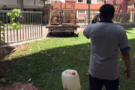 Nearly 40 cats in faeces-caked cages removed from Yishun flat