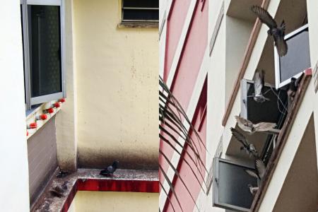 Why does this Pasir Ris resident tie pigeons to her window?
