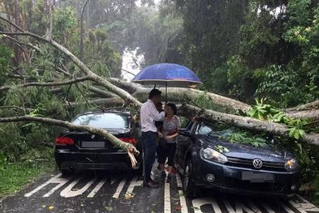 Tree hits cars, blocks road