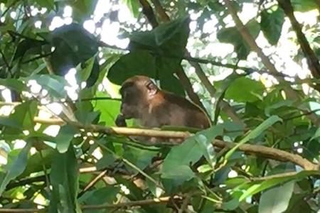 'Chippy', the Kent Ridge Park monkey, to be rehabilitated after complaints