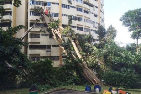 8-storey tall tree slams into Chinatown condo