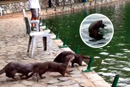 Otters eat up to $500 worth of fish a night at fishing pond