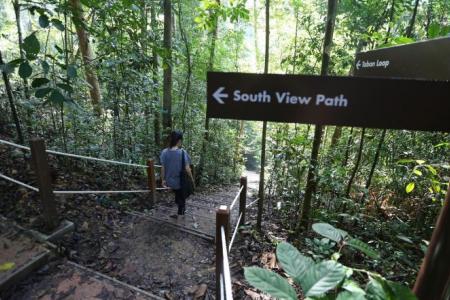 Bukit Timah Nature Reserve reopens with handrails, boardwalks