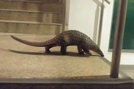 Second pangolin on campus