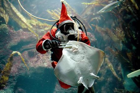 Manta Claus is coming to town