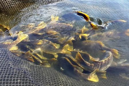 Fresh fish, farmed in Singapore