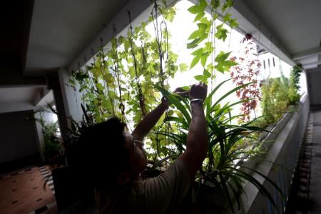 Urban farming in Singapore