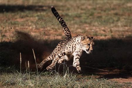 Only 7,100 cheetahs left in the wild