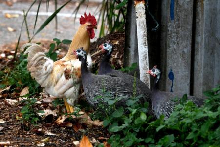 Chicken culling issue raises need for more awareness