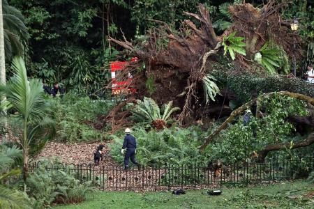 Woman killed by tree moved to Singapore for work in 2013