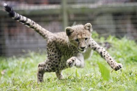 Keepers play mum to cheetah cub