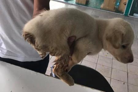 Puppy found without tail in suspected abuse case