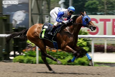 Khoo sees more success with &#039;Elite&#039; horses