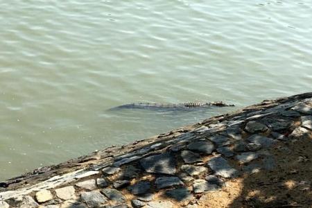 Warning signs put up after crocodile spotted at Changi Beach Park