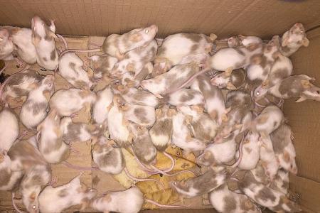 Over 50 white mice found in Pasir Ris