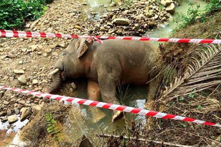 Pygmy elephant killed in Sabah