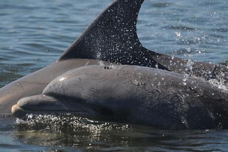Florida’s worst red tide decimates dolphins, fish, sea turtles 