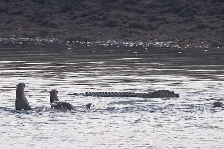 Otters caught taking on crocodile