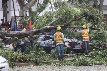 Tall tree falls in Hougang carpark, damaging four cars
