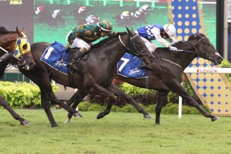Jockey Benny Woodworth steering the Mark Walker-trained Elite Invincible to victory in the $1.35m Dester Singapore Gold Cup over 2,000m yesterday. 