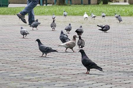 Pilot programme launched to stop pigeon-feeding