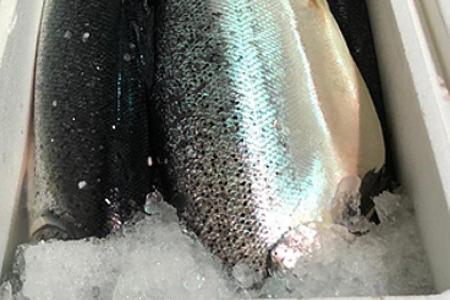 Norwegian salmon recalled after bacteria found