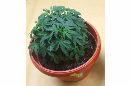 Cannabis plants found in Yishun unit, man and woman arrested