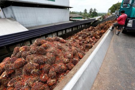 Malaysia warns new EU rules may hurt palm oil trade