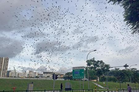 Sight of openbill storks thrills birdwatchers in Singapore