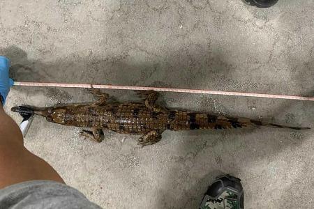Man fined for trying to sell illegal crocodile 