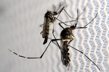 6 dengue-related deaths reported between April and June