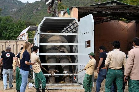 &#039;World&#039;s loneliest elephant&#039; heads to Cambodia after Cher campaign