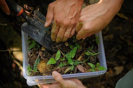 NParks on mission to rescue critically endangered orchids