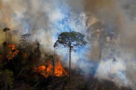 Activists fear new deforestation pledge will be another broken promise