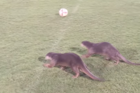 Otters show their support for Singapore national football team at Geylang field