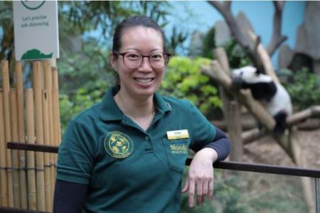 Caring for pandas helps keeper on her own parenting journey 