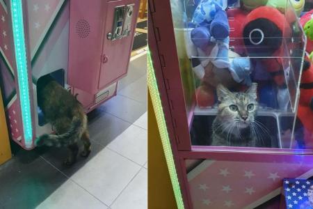 Curious cat climbs into toy claw machine in Clementi