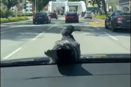 Bird lands on running car, enjoys ride into town