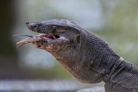 Hikers asked to keep an eye out for monitor lizard with cable tie around its neck