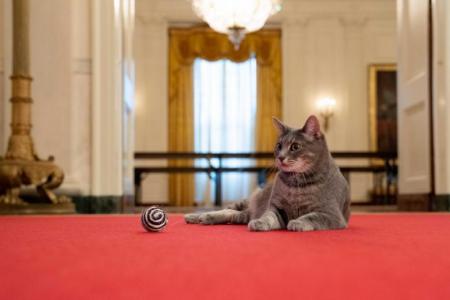 Bidens welcome Willow the cat, a short-haired tabby cat, to the White House