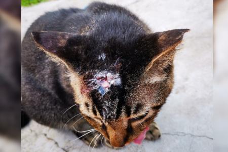 Cat found with 'cigarette burn wound' on its head in Woodlands