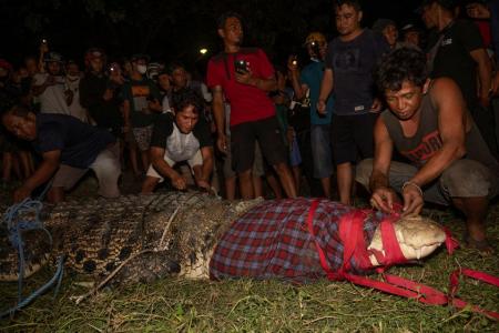 Crocodile in Indonesia freed after years with tyre around neck