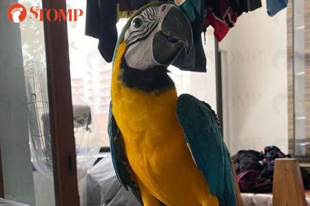 Reward for return of pet macaw that was allegedly stolen