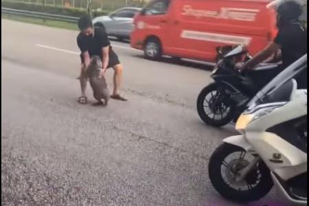 Man walks out into expressway traffic to save wounded wild boar