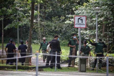 Wild boar that injured woman in Yishun caught after 12 days