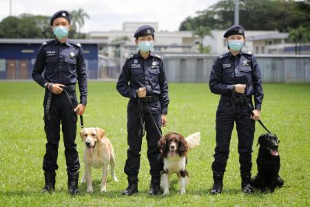 Police K-9 dogs do their part to keep Singapore safe and drug-free