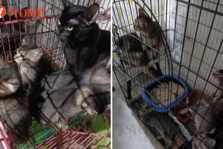 Cats kept in cages along corridor are strays being fostered: Town council