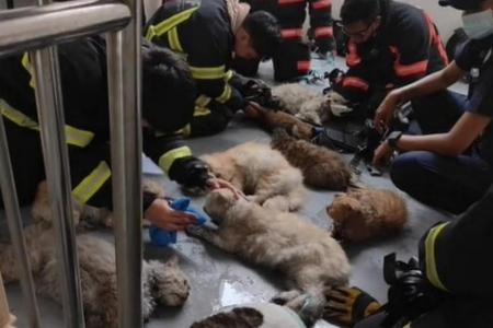 'Every few steps there was a cat lying on the floor': How SCDF officers saved 13 cats from fire