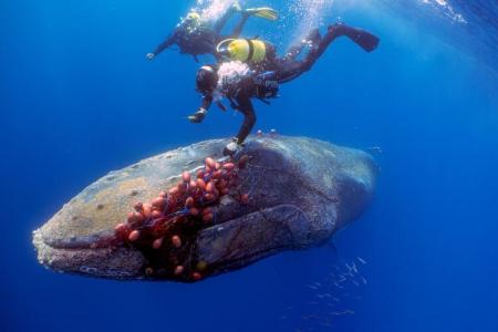 Freed whale showed gratitude, says rescuer